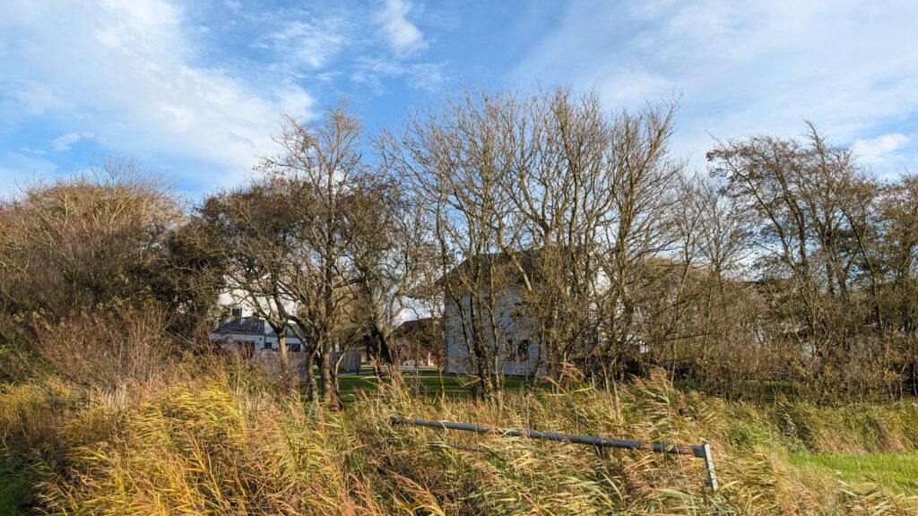 Schilfgras mit goldenen Halmen im Vordergrund vor herbstlichen Bäumen und einem Ferienhaus unter blauem Himmel mit Schleierwolken.